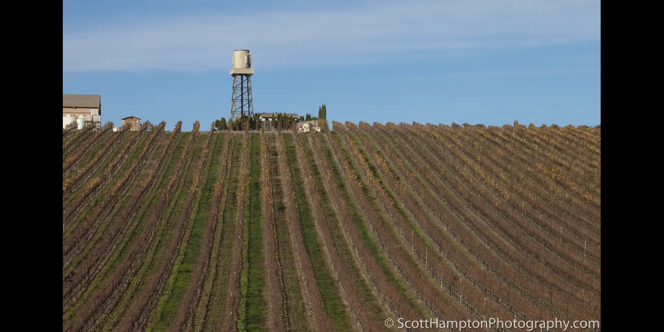 Central California Grapes