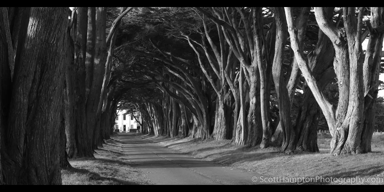 Point Reyes, Swooping Cypress