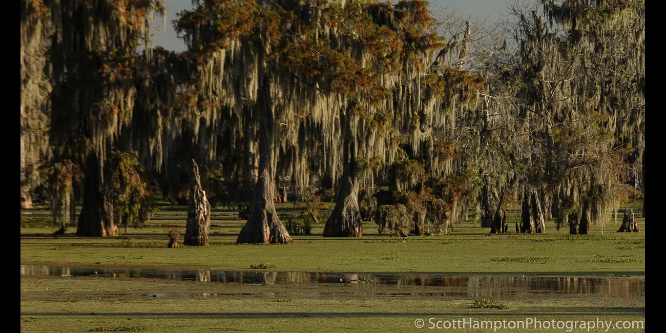 Louisiana Swamp