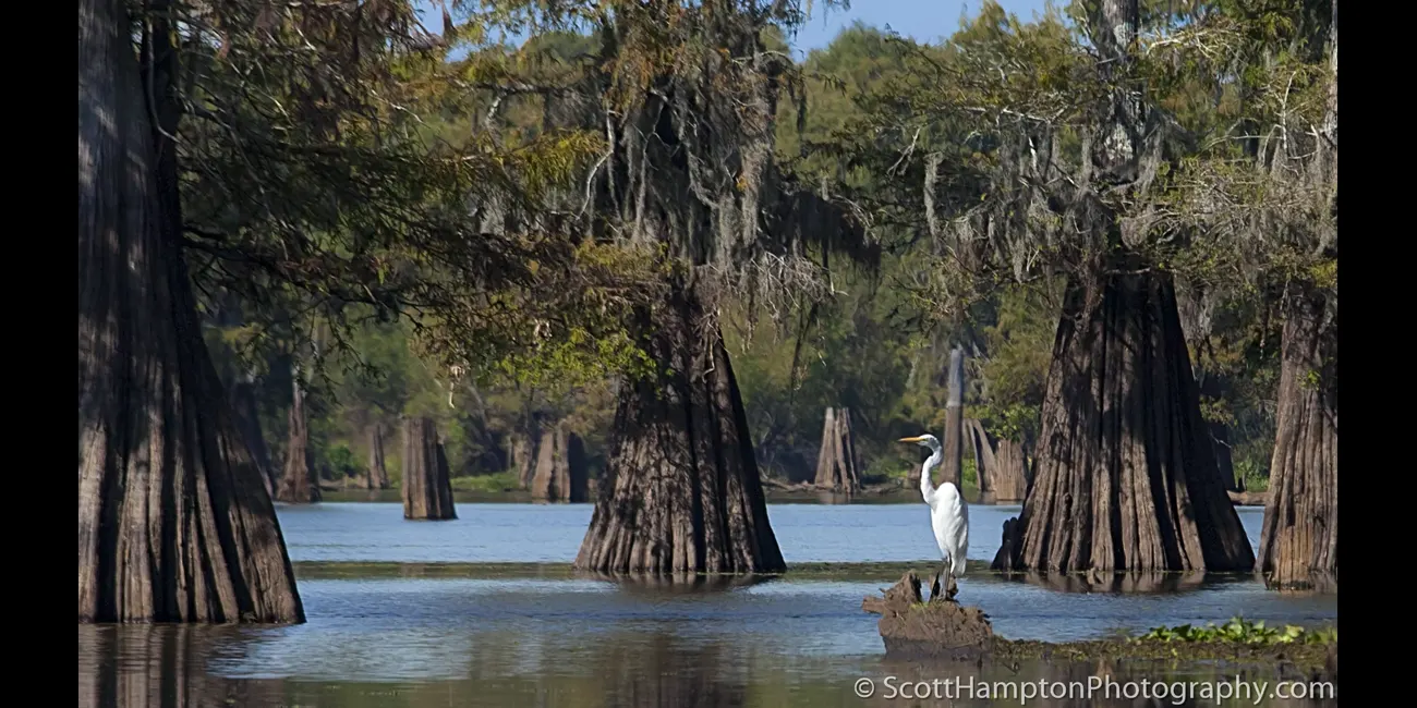 Egrets
